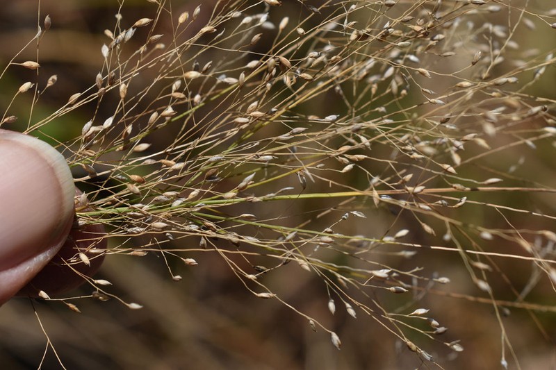 Panicum mitchellii photo 2