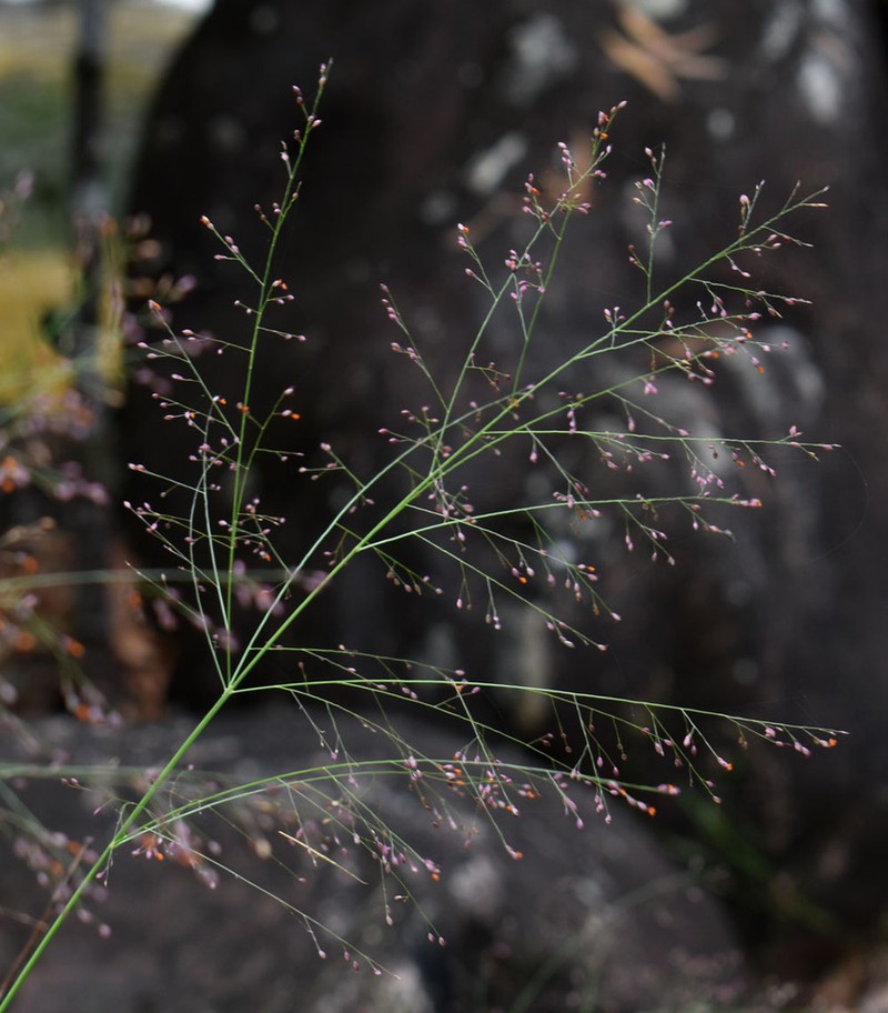 Panicum mitchellii photo 4