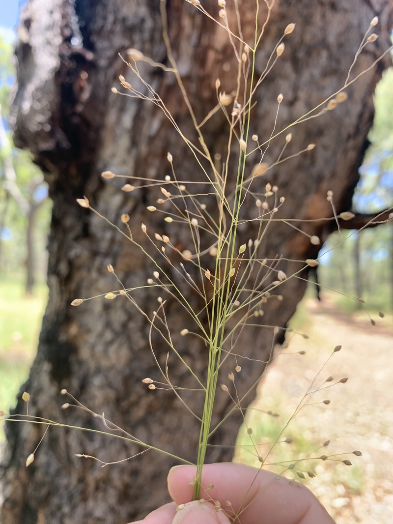 Panicum mitchellii photo 6