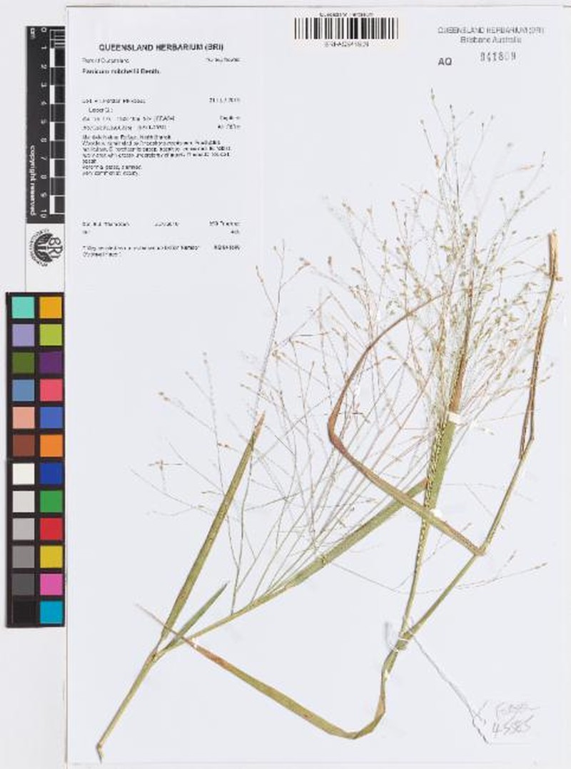 Panicum mitchellii photo 8