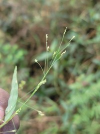 Panicum mitopus
