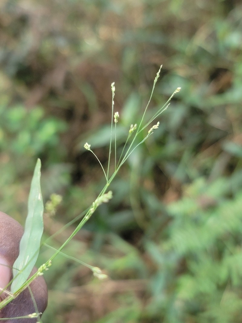 Panicum mitopus