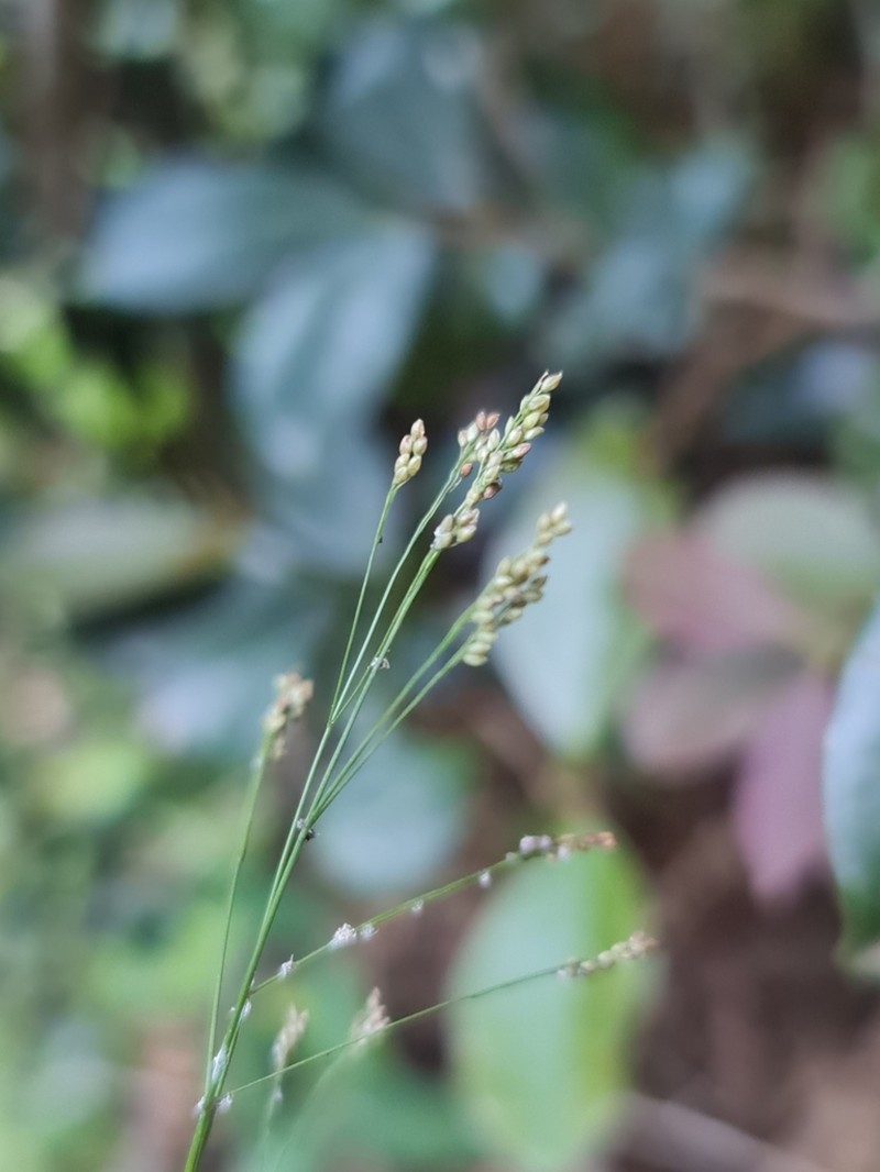 Panicum mitopus photo 2
