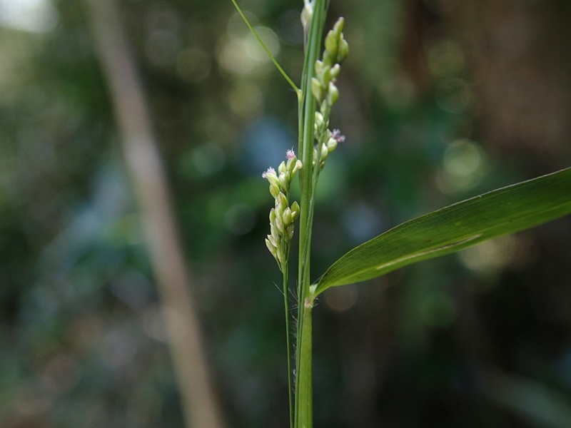 Panicum mitopus photo 3