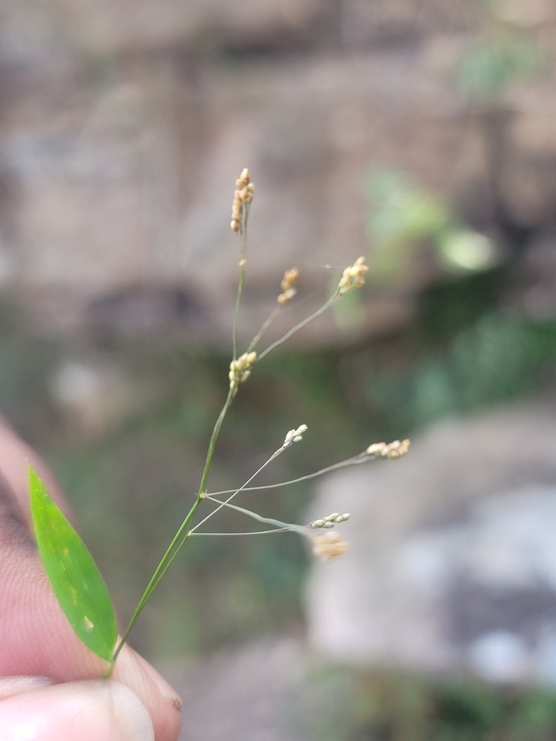 Panicum mitopus photo 4