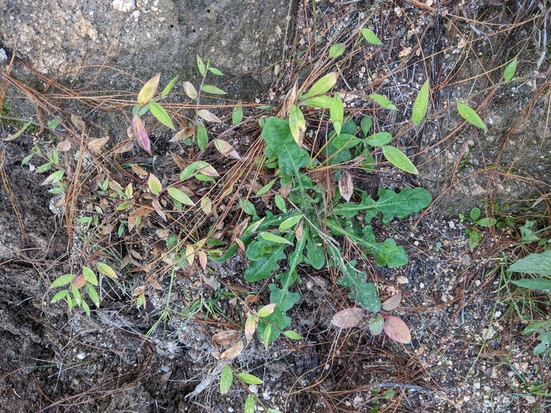 Panicum mitopus photo 5