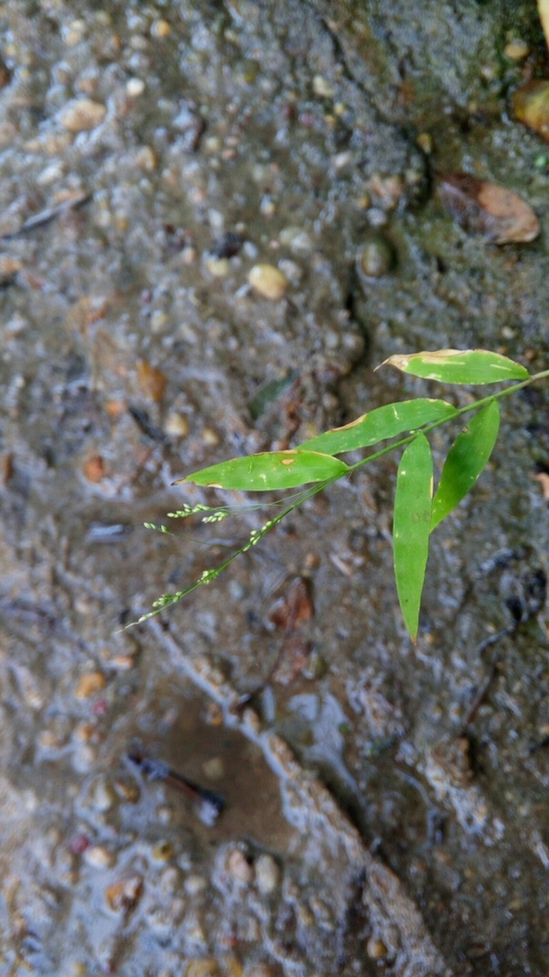 Panicum mitopus photo 6