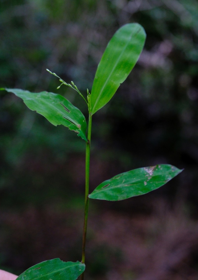 Panicum mitopus photo 7