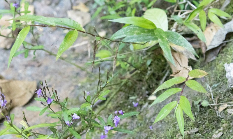 Panicum mitopus photo 8