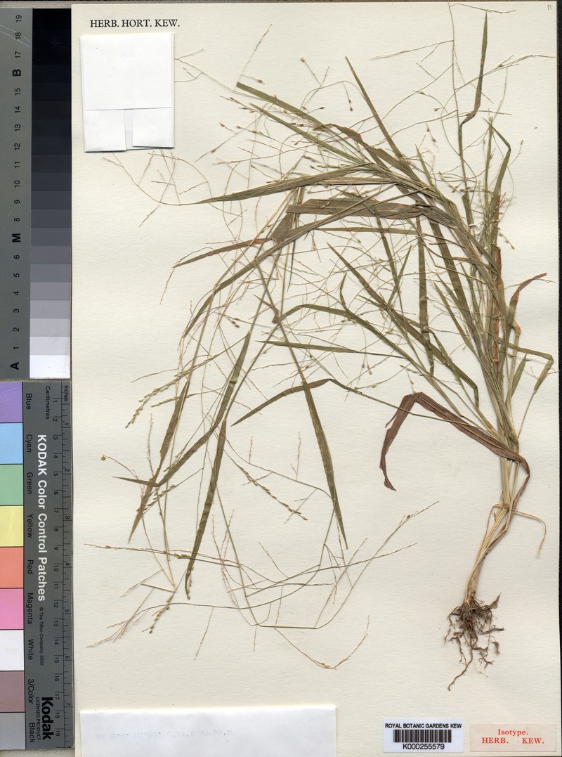 Panicum mlahiense