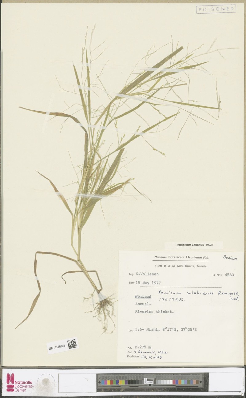 Panicum mlahiense photo 2