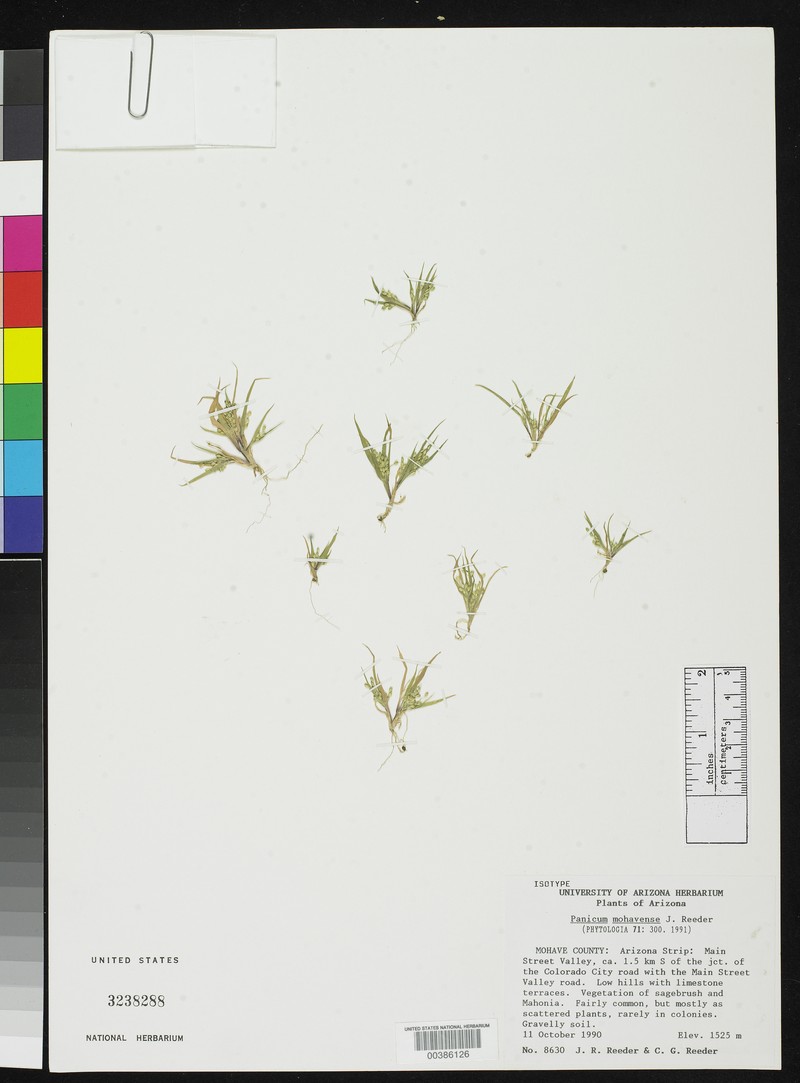 Mojave Panicgrass