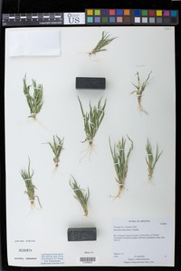 Mojave Panicgrass
