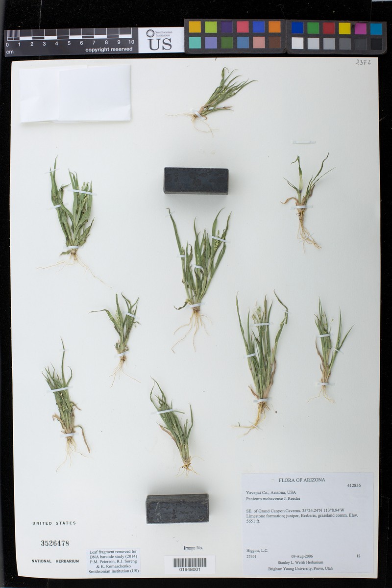 Mojave Panicgrass