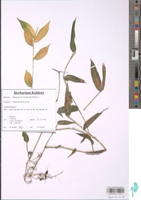 Panicum monticola