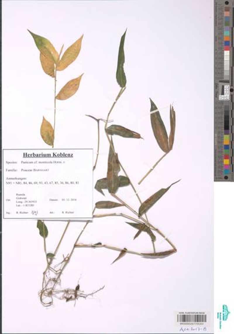 Panicum monticola