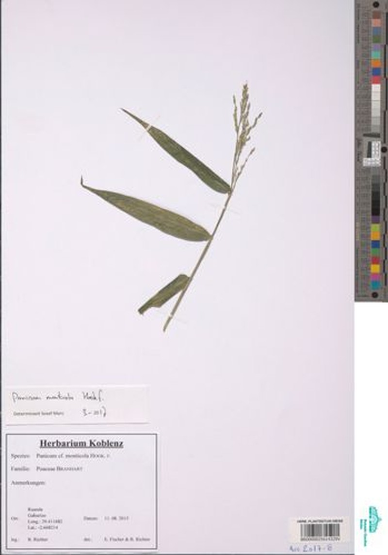 Panicum monticola photo 2