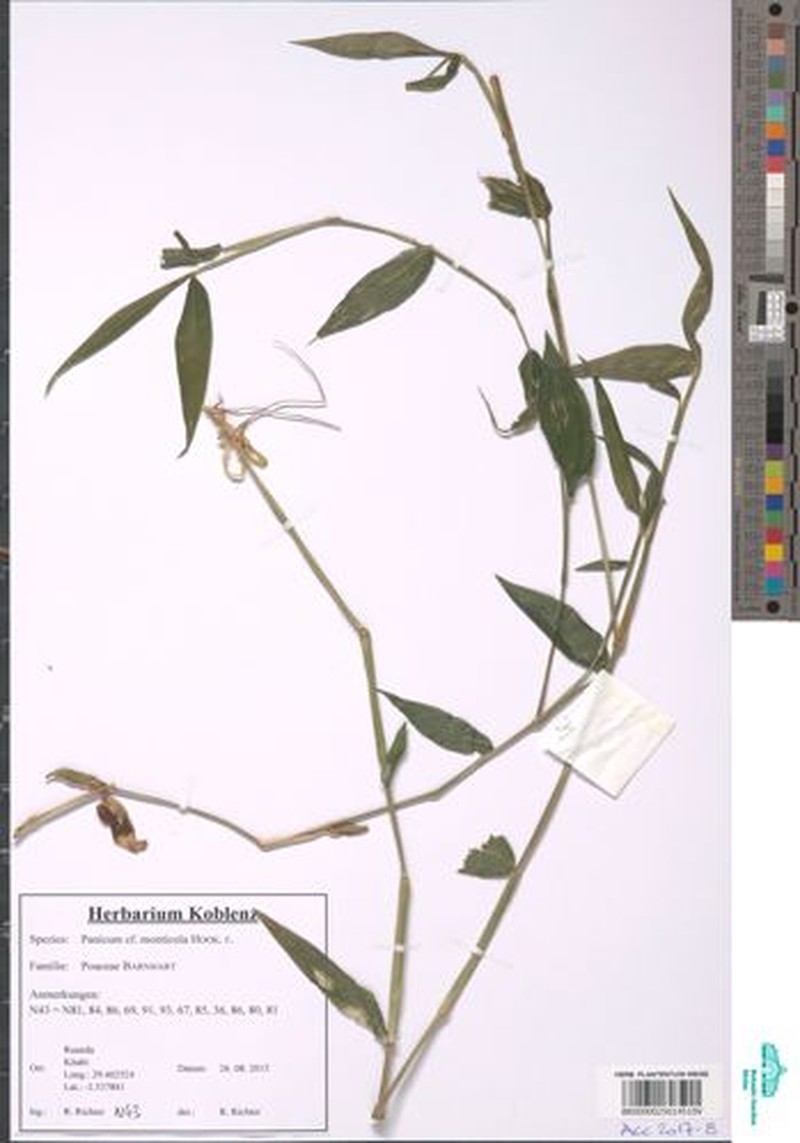 Panicum monticola photo 3