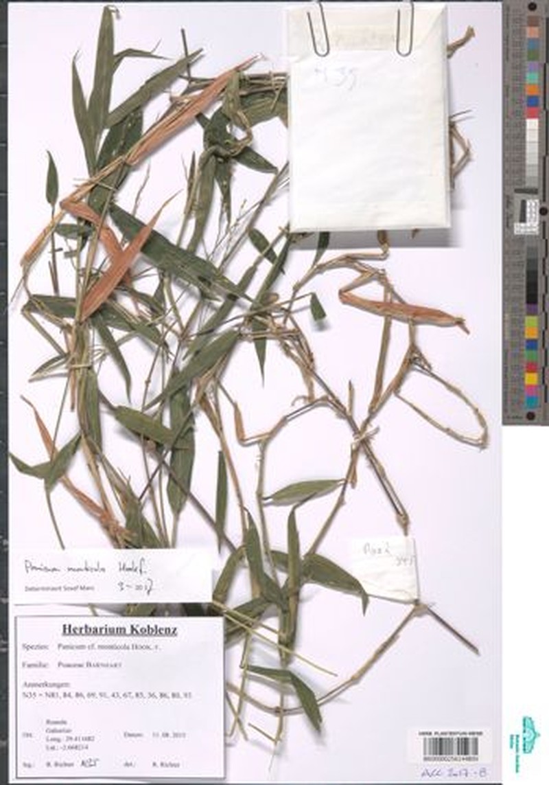 Panicum monticola photo 4