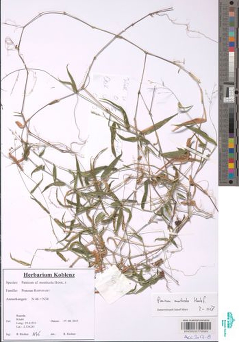 Panicum monticola photo 5