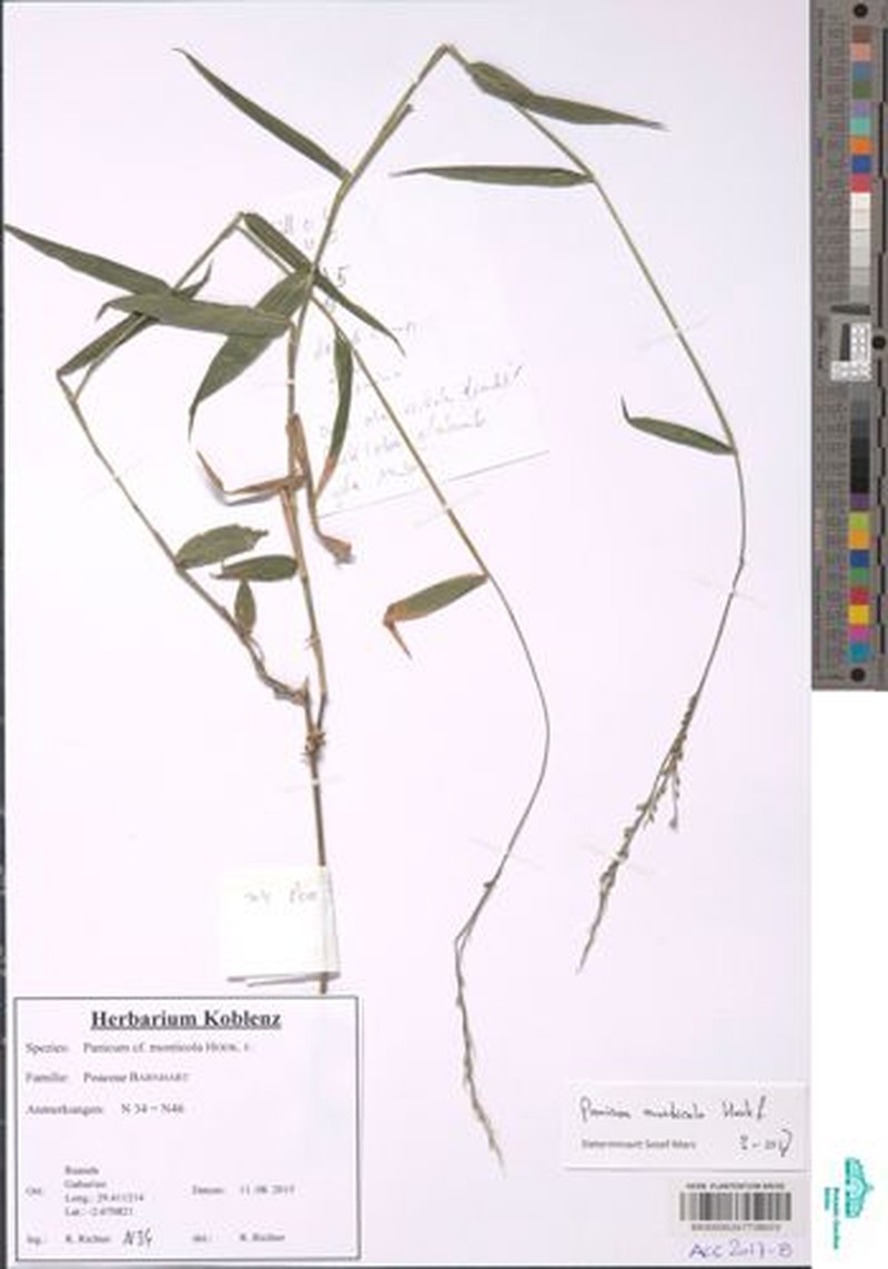 Panicum monticola photo 6