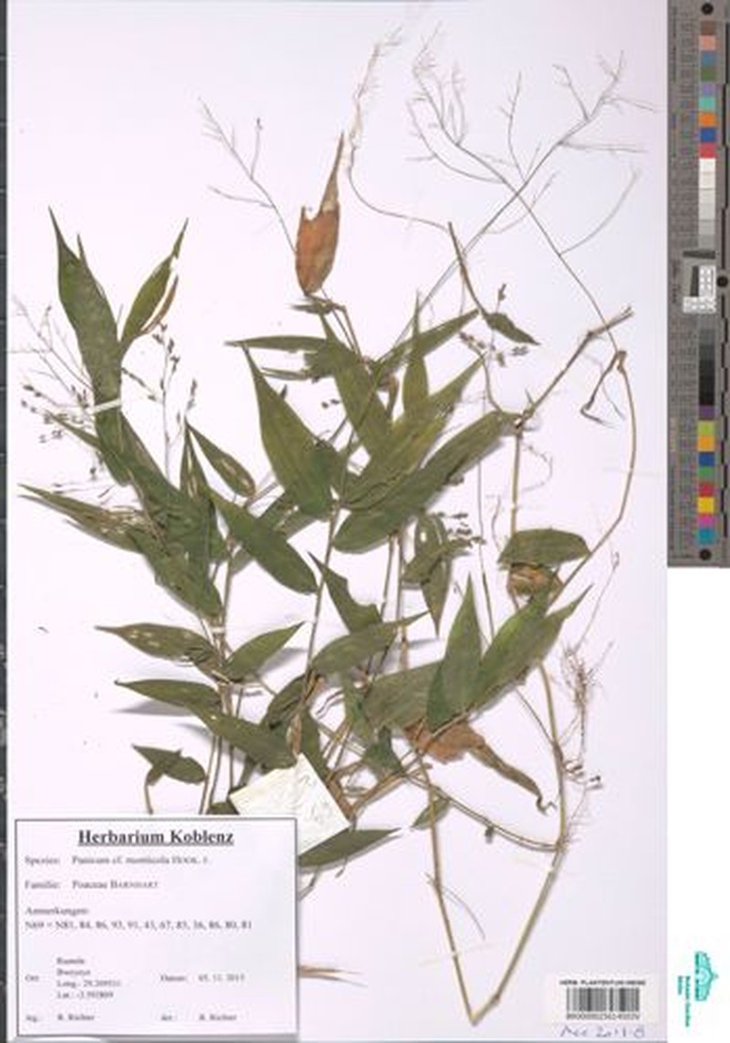 Panicum monticola photo 7