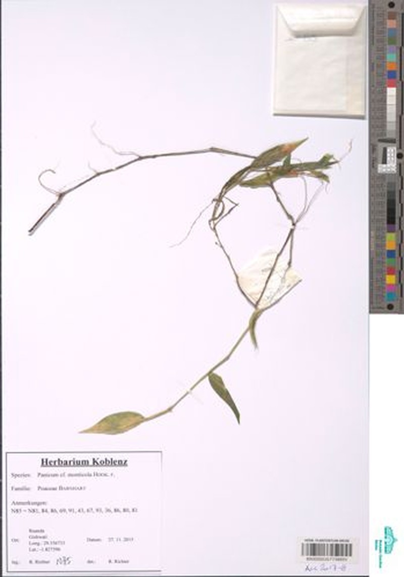 Panicum monticola photo 8