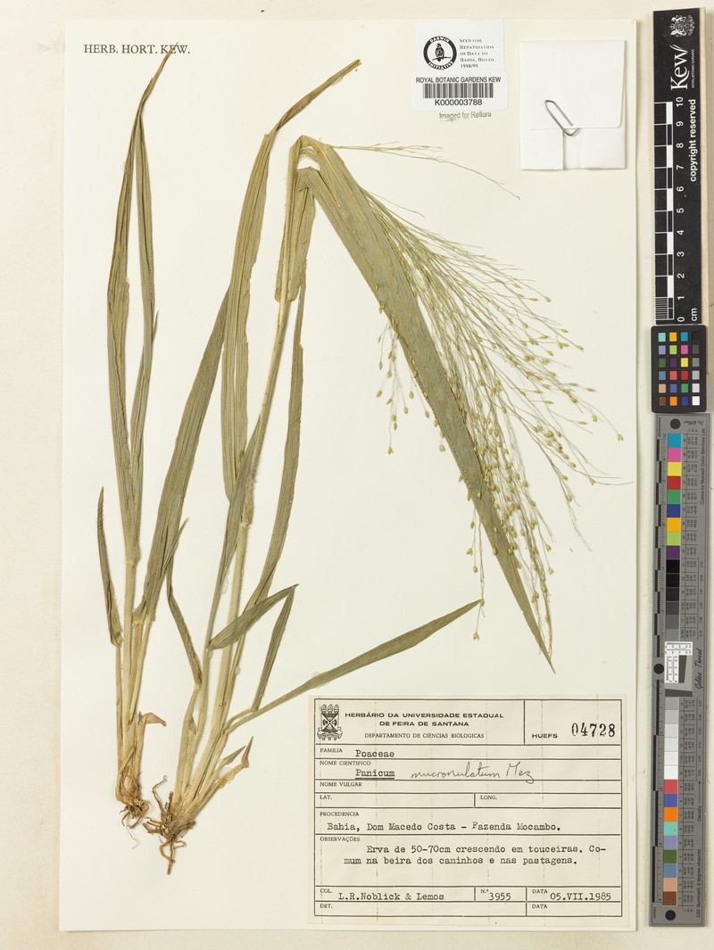 Panicum mucronulatum