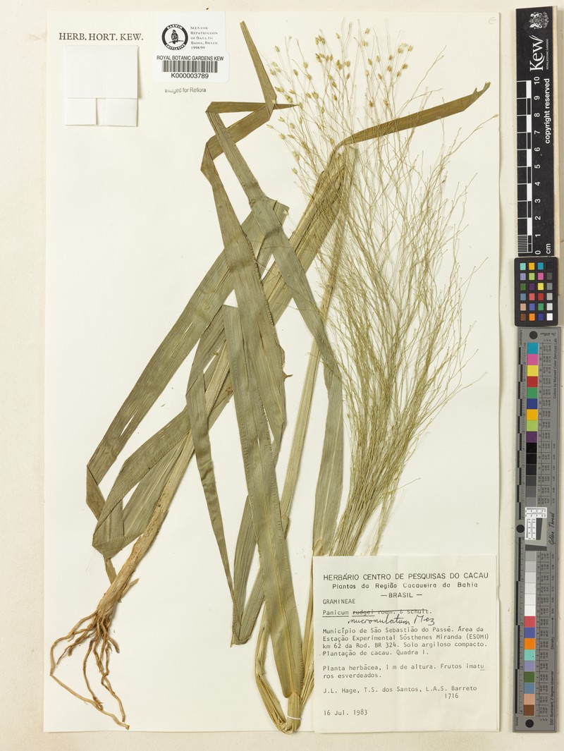 Panicum mucronulatum photo 2
