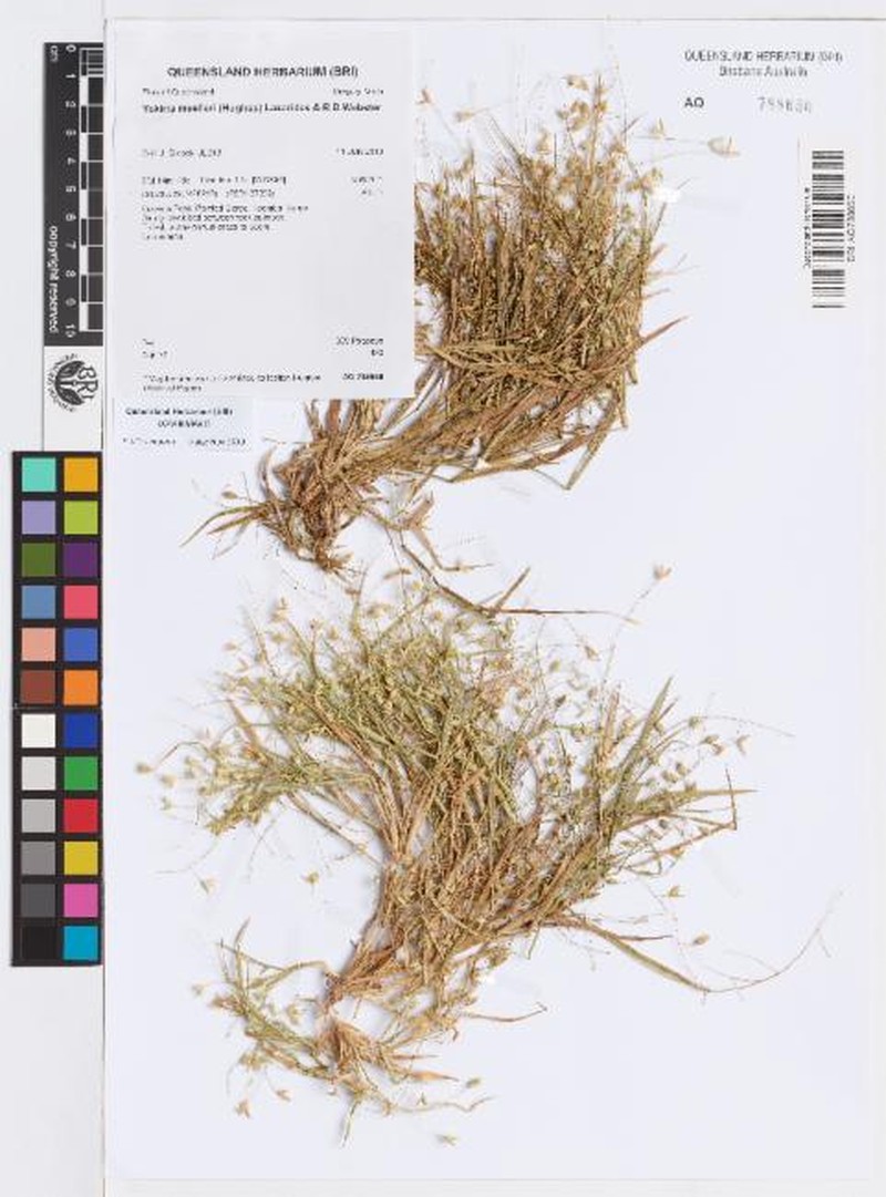 Panicum muelleri