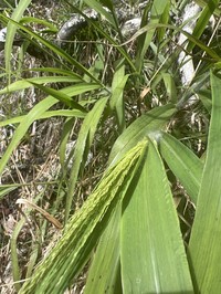 Konakona
