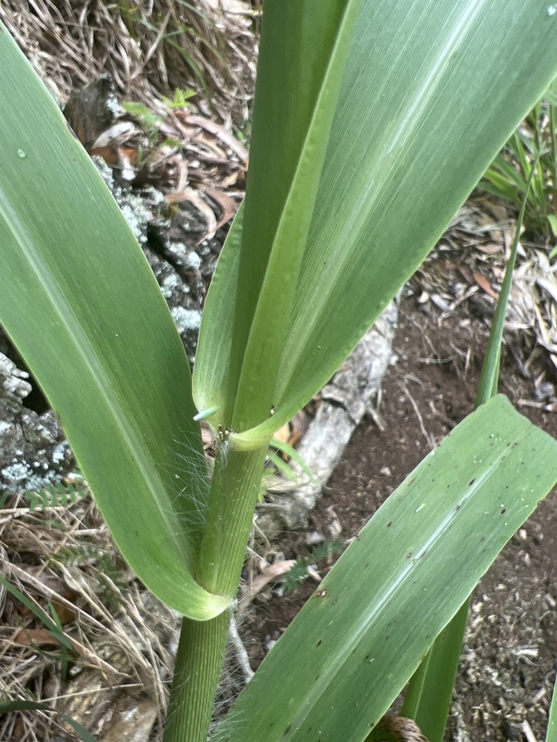 Konakona photo 3