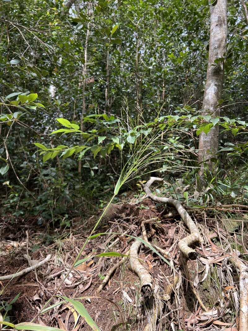 Konakona photo 5