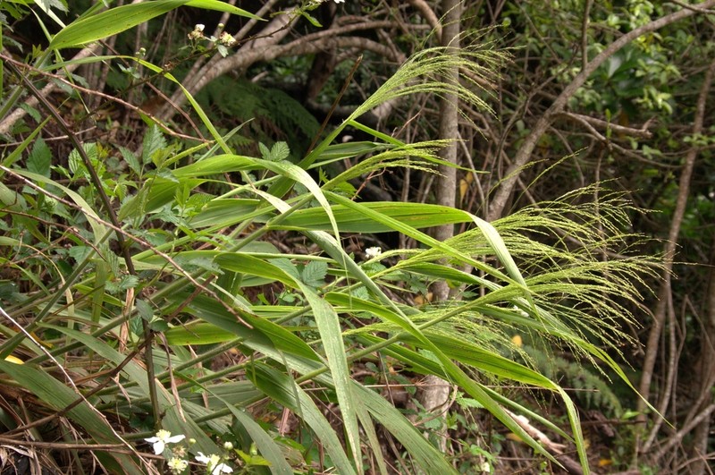 Konakona photo 6
