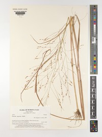 Panicum nigerense