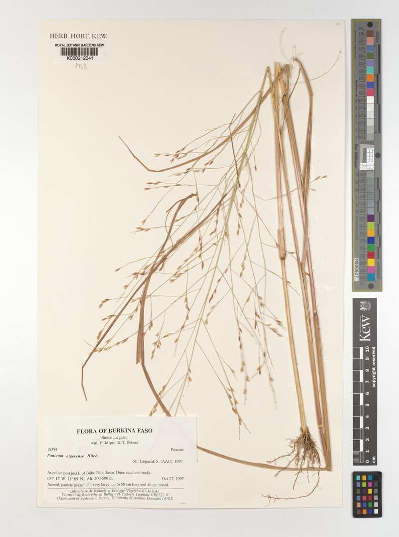Panicum nigerense