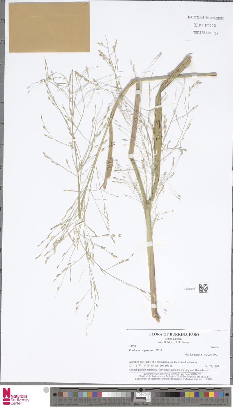 Panicum nigerense photo 2