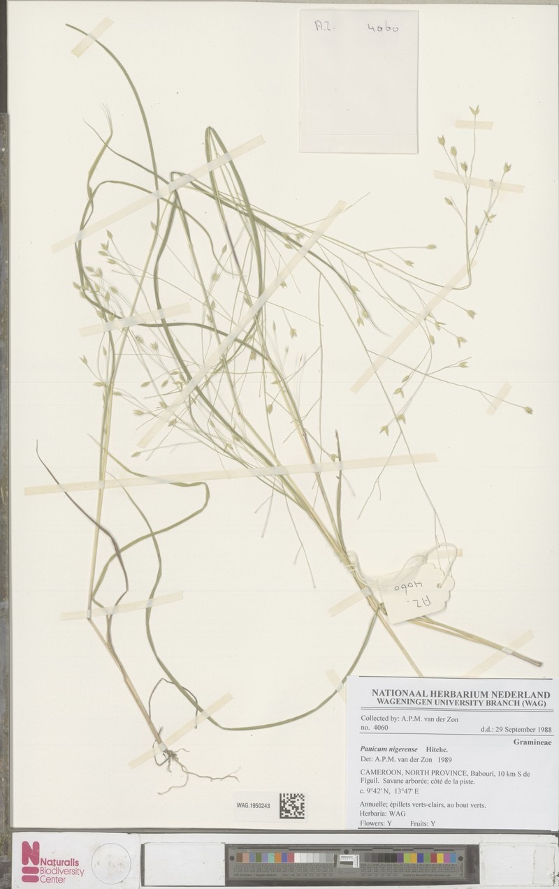 Panicum nigerense photo 3