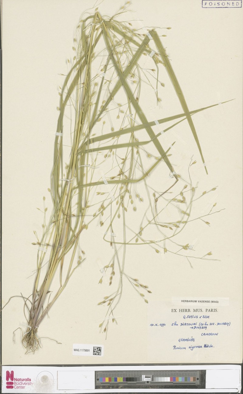 Panicum nigerense photo 4