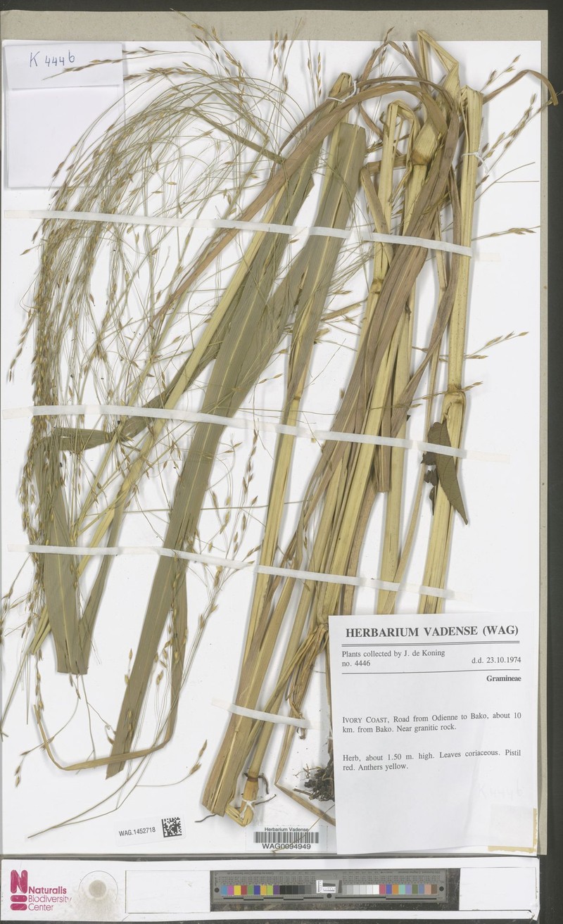 Panicum nigerense photo 5