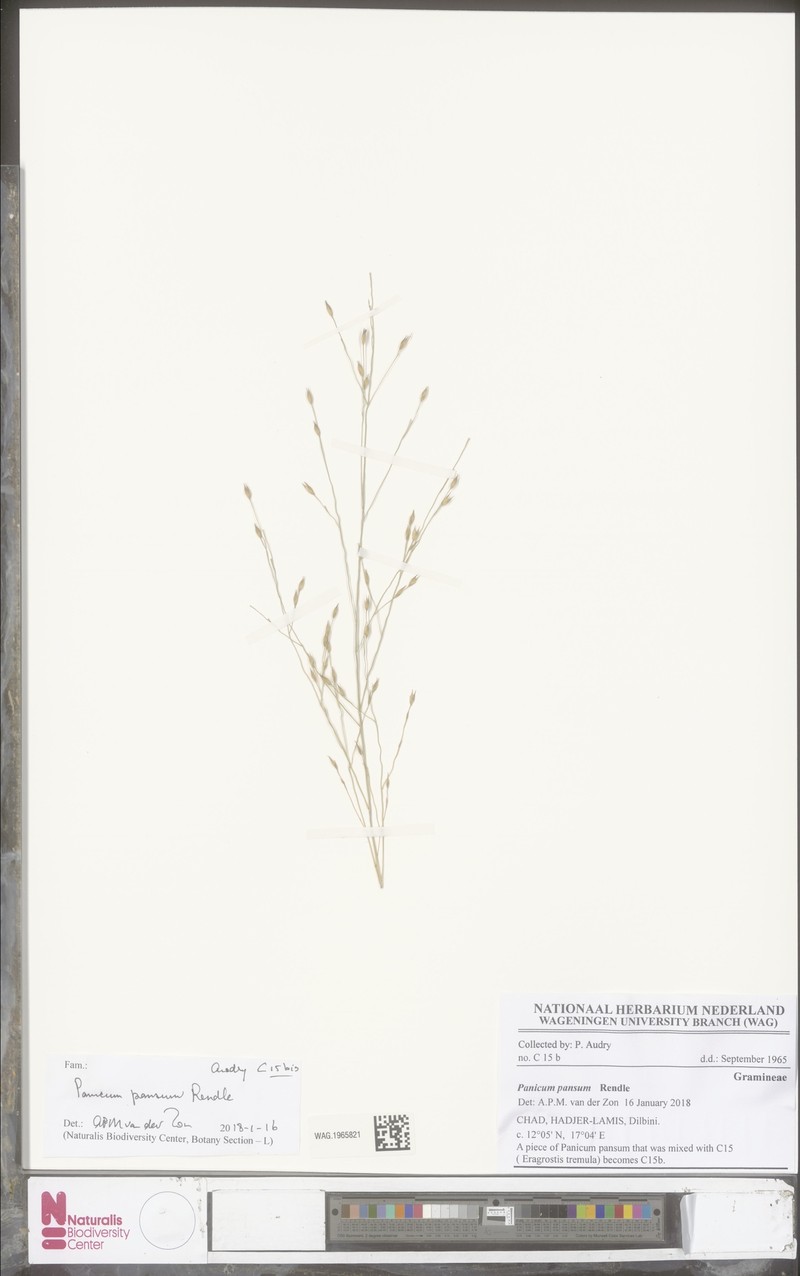 Panicum nigerense photo 6