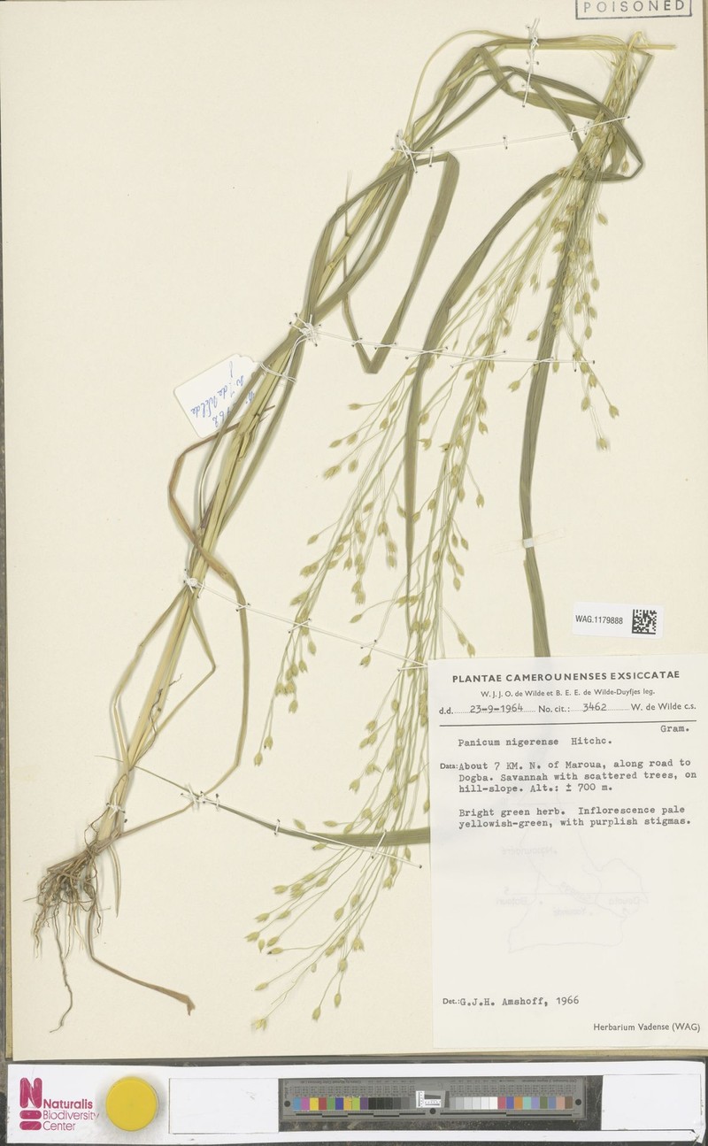 Panicum nigerense photo 7