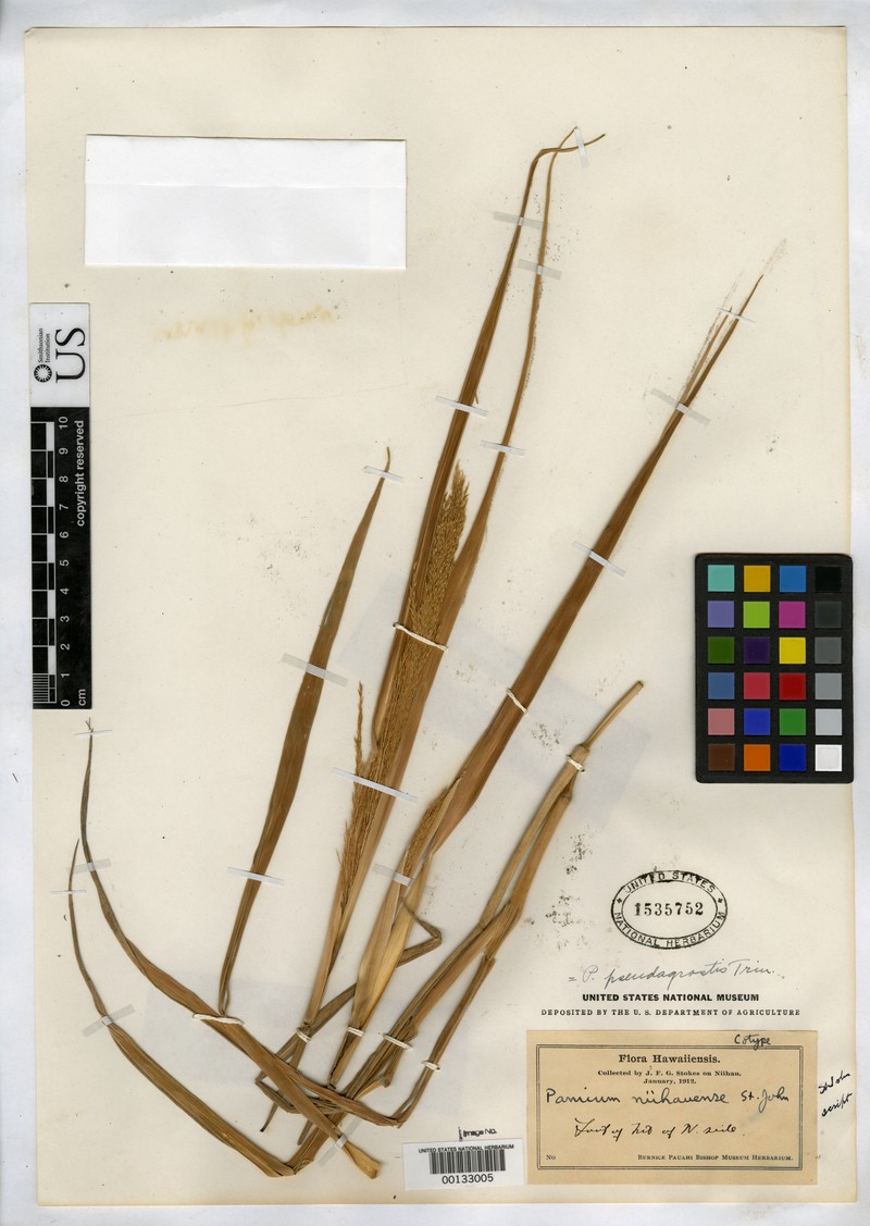 Niihau Panicgrass photo 3