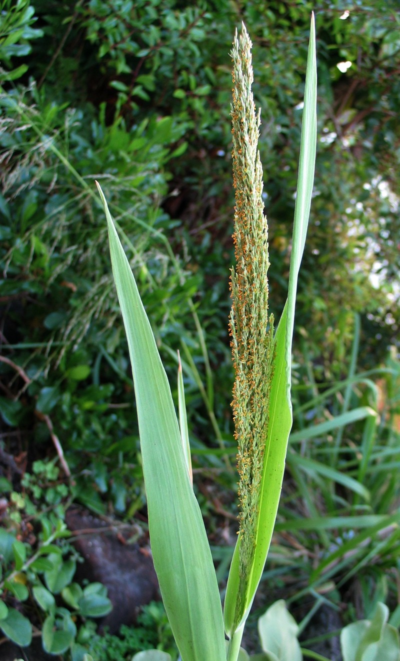 Niihau Panicgrass photo 5