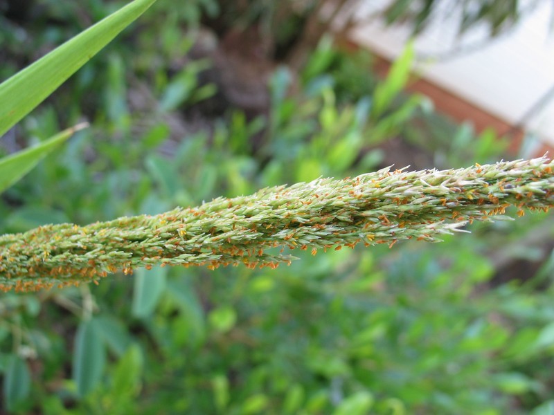 Niihau Panicgrass photo 6