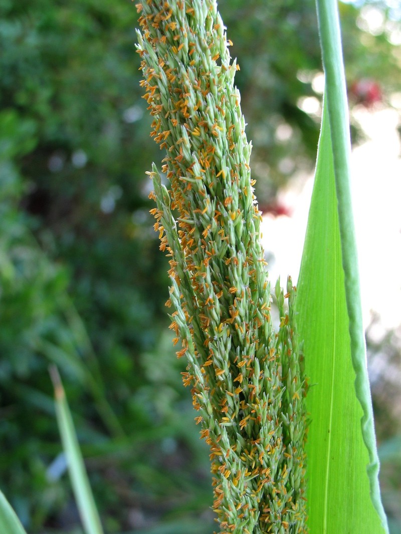 Niihau Panicgrass