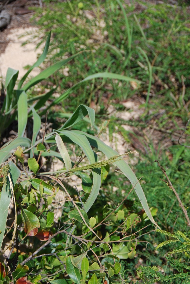 Niihau Panicgrass photo 4