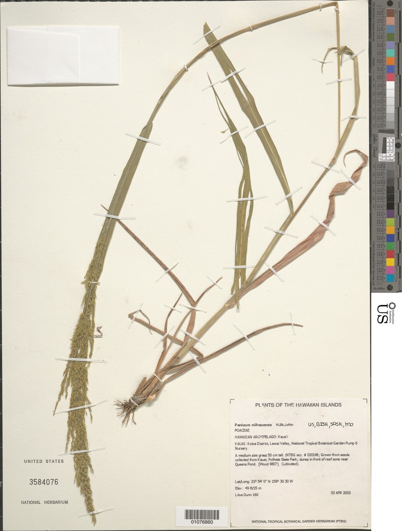 Niihau Panicgrass photo 6