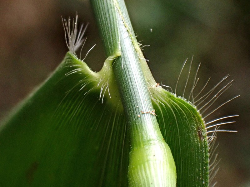 Panicum notatum photo 2