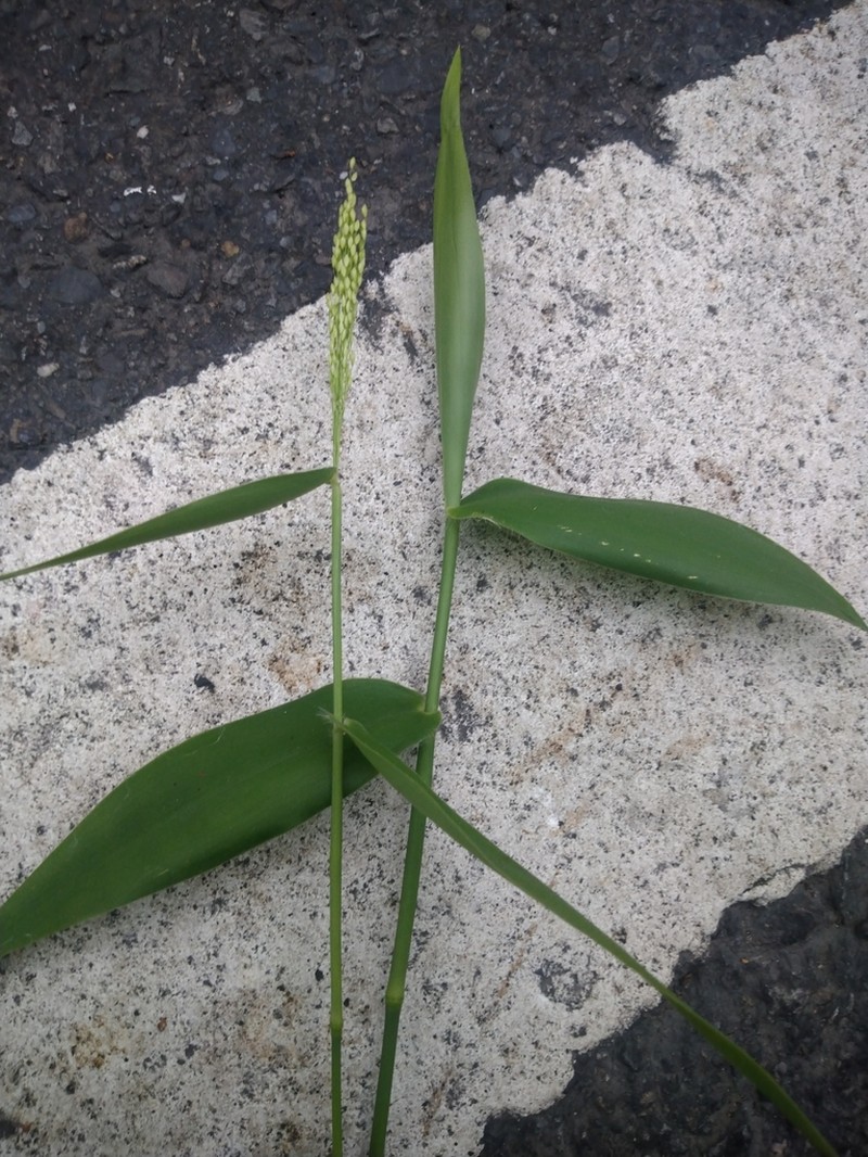 Panicum notatum photo 3